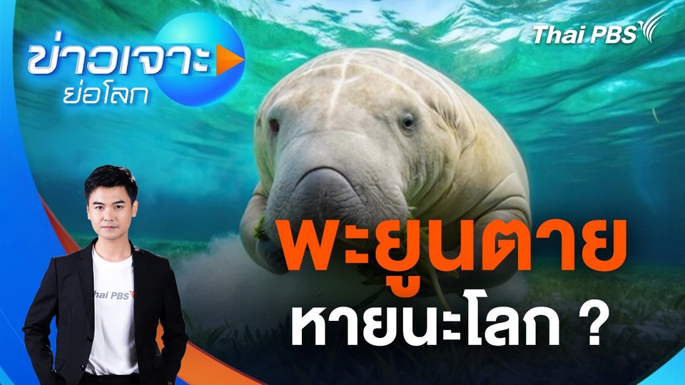 พะยูนตาย หายนะโลก ?