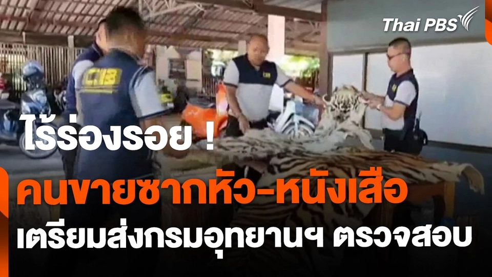 ไร้ร่องรอย ! คนขายซากหัว-หนังเสือ เตรียมส่งกรมอุทยานฯ ตรวจสอบที่มา