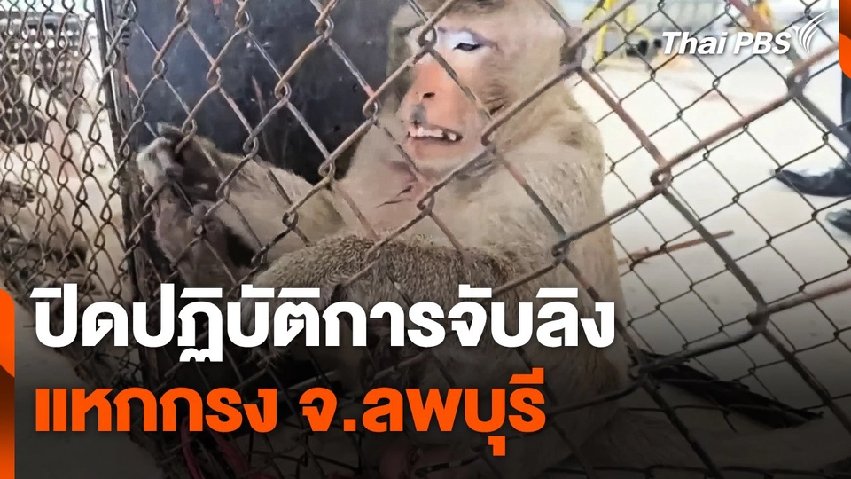 ปิดปฏิบัติการจับลิงแหกกรง จ.ลพบุรี