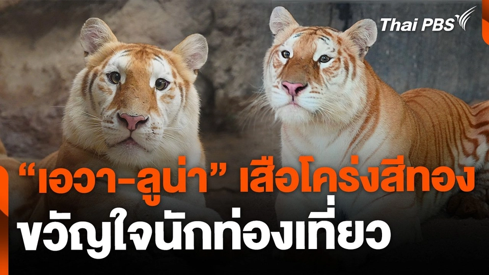 เสือโคร่งสีทอง "เอวา-ลูน่า" กลายเป็นขวัญใจนักท่องเที่ยว