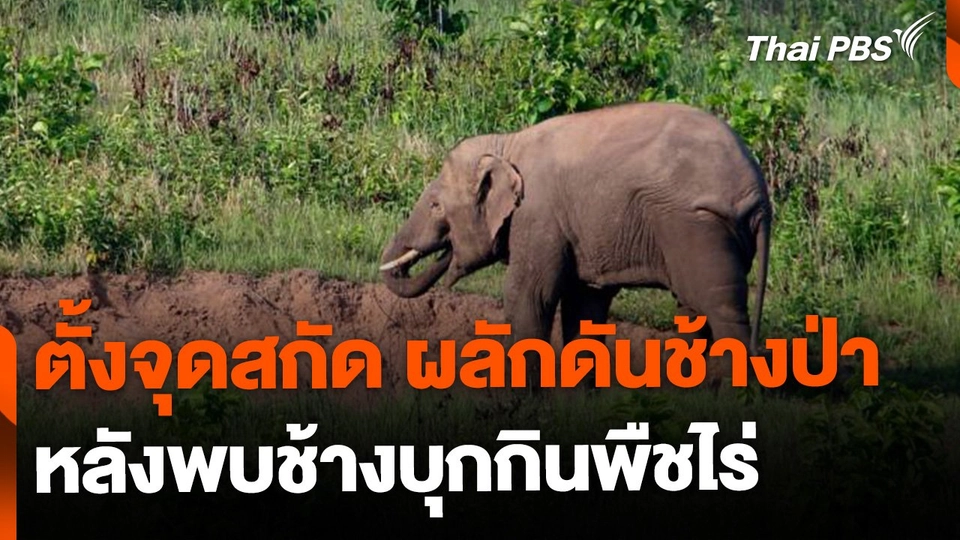 ผลักดันช้างป่า จ.นครสวรรค์ หลังช้างบุกกินพืชไร่