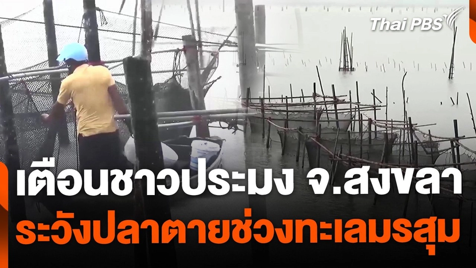 เตือนชาวประมง เฝ้าระวังปลาตายช่วงทะเลมรสุม