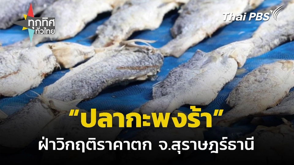 "ปลากะพงร้า" ฝ่าวิกฤติราคาตก จ.สุราษฎร์ธานี