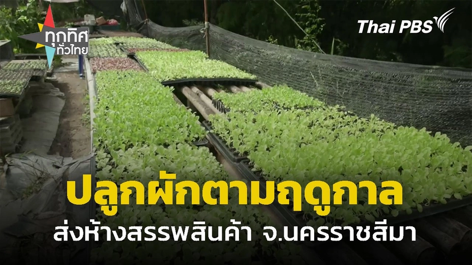 ปลูกผักตามฤดูกาล ส่งห้างสรรพสินค้า จ.นครราชสีมา