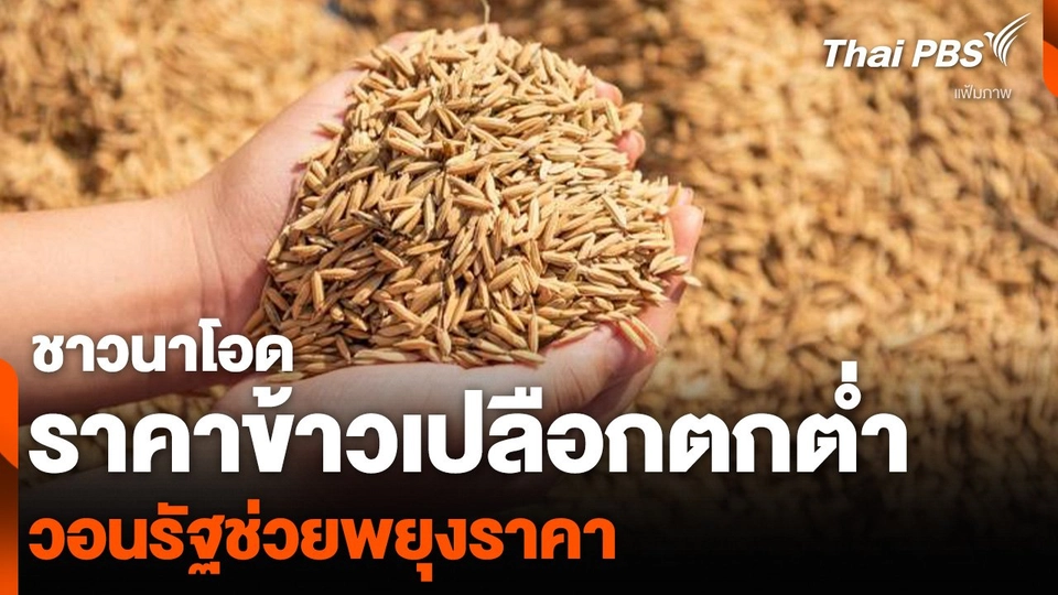 ชาวนาโอดราคาข้าวเปลือกตกต่ำ วอนรัฐช่วยพยุงราคา