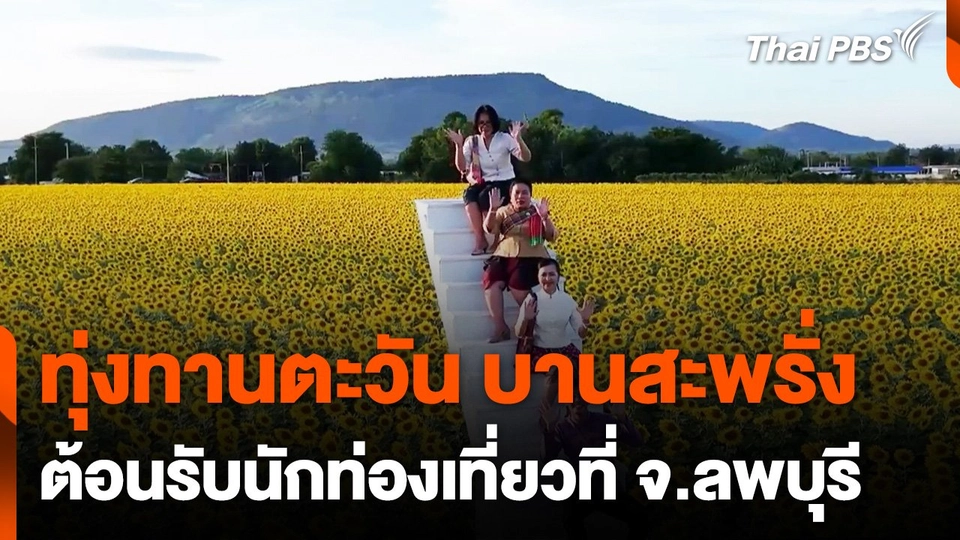 ทุ่งทานตะวัน จ.ลพบุรี บานสะพรั่ง ต้อนรับนักท่องเที่ยว