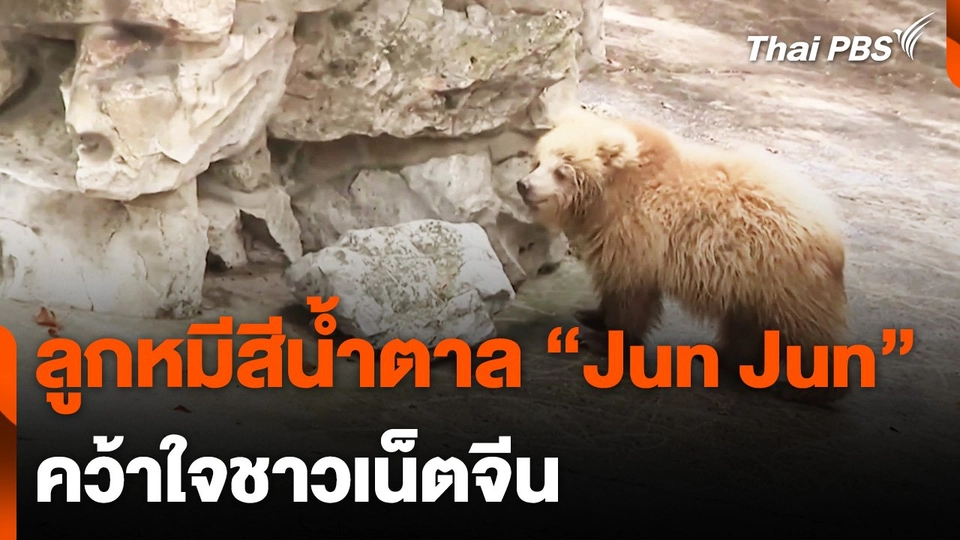 ลูกหมีสีน้ำตาล “Jun Jun” แห่งสวนสัตว์เซี่ยงไฮ้ คว้าใจชาวเน็ตจีน