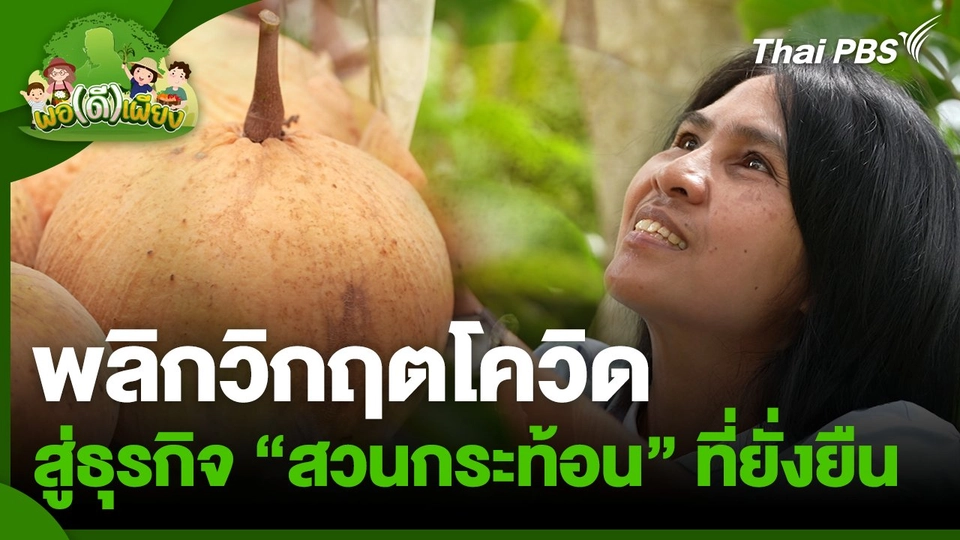 พอดีพอเพียง : พลิกวิกฤตโควิด สู่ธุรกิจสวนกระท้อนที่ยั่งยืน