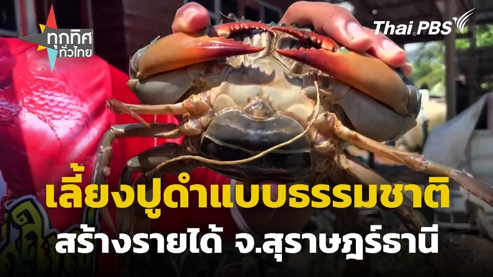 เลี้ยงปูดำแบบธรรมชาติสร้างรายได้ จ.สุราษฎร์ธานี