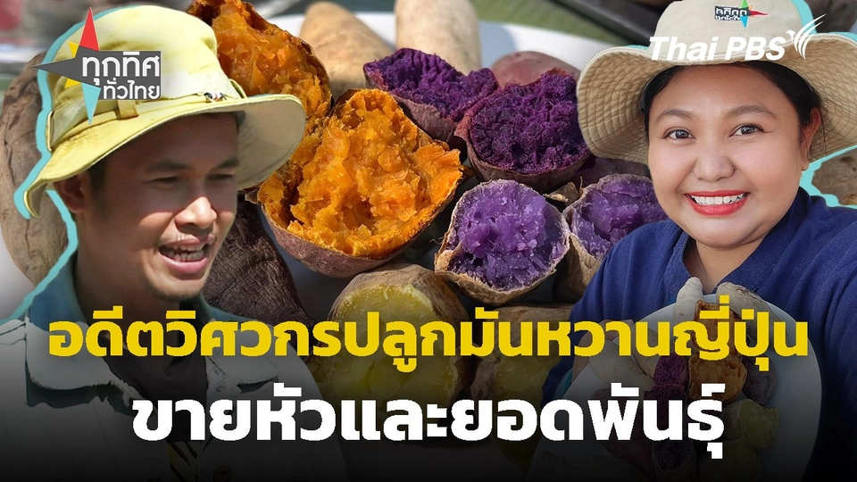 อดีตวิศวกรปลูกมันหวานญี่ปุ่นขายหัวและยอดพันธุ์