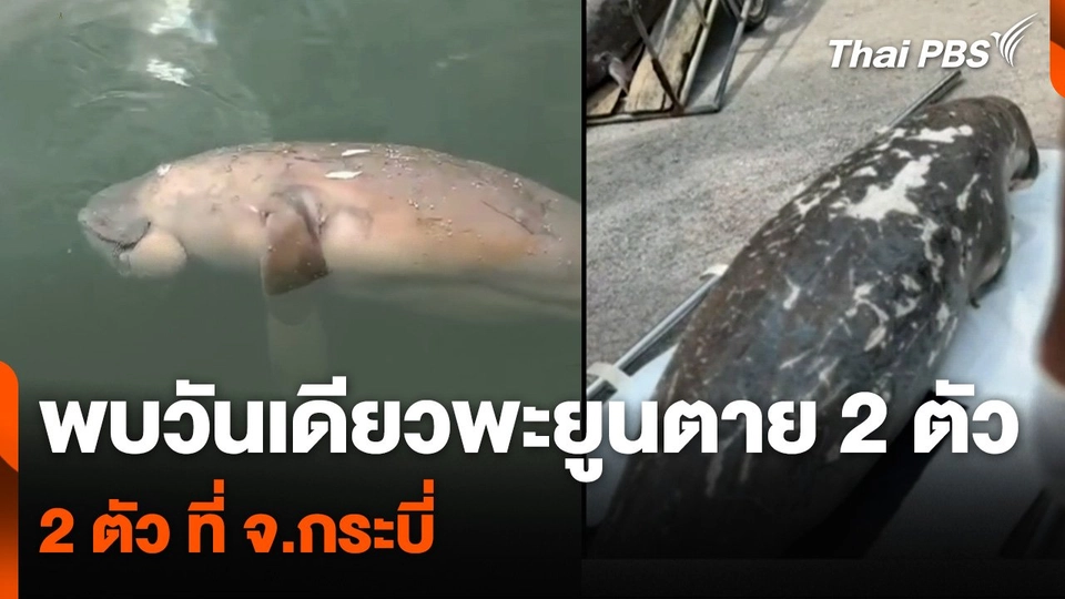 พบวันเดียวพะยูนตาย 2 ตัว ที่ จ.กระบี่