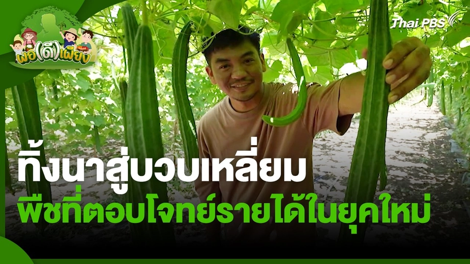 พอดีพอเพียง : ทิ้งนาสู่บวบเหลี่ยม พืชที่ตอบโจทย์รายได้ในยุคใหม่