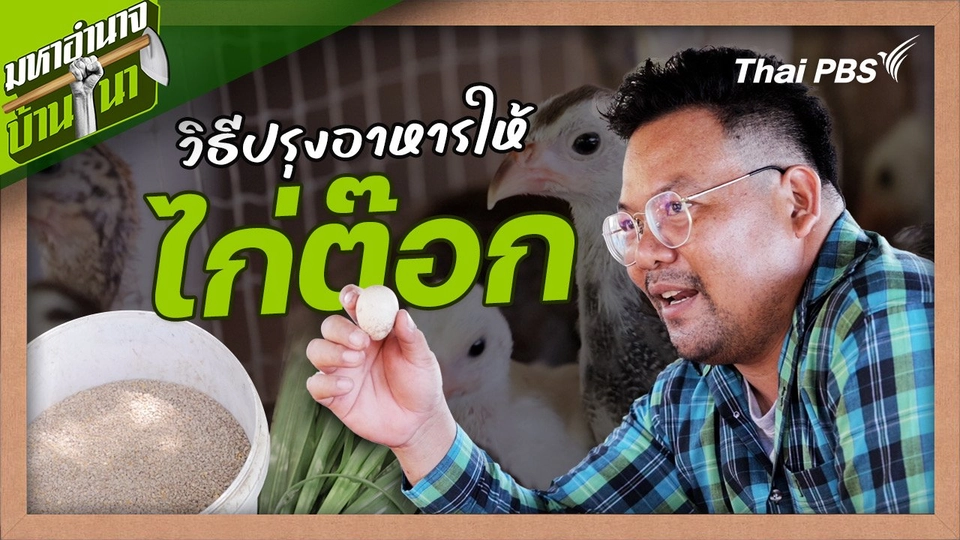 สูตรลับฉบับบ้านนา : วิธีปรุงอาหารให้ไก่ต๊อก