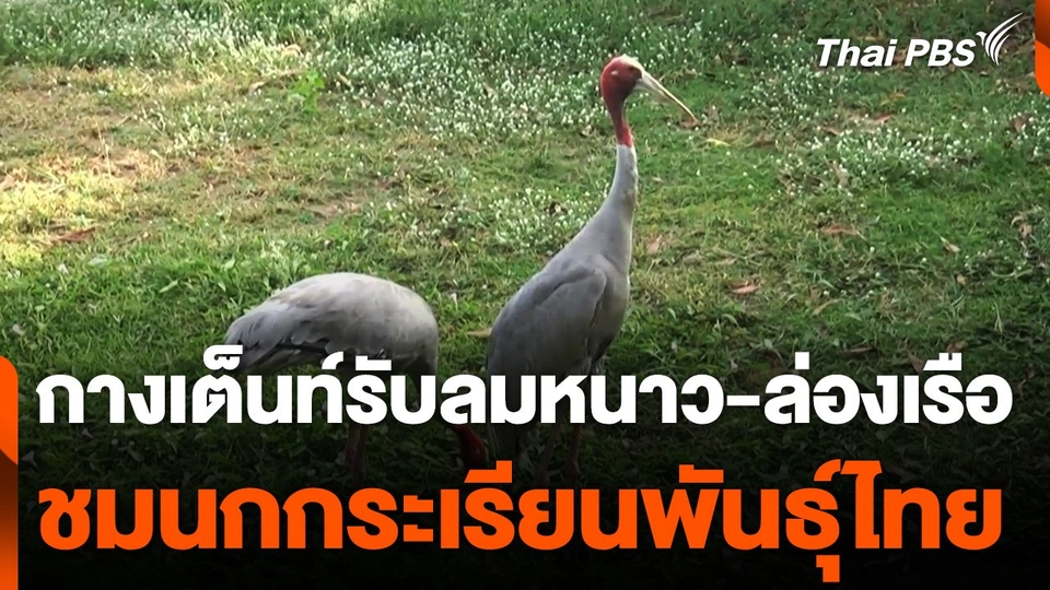 กางเต็นท์รับลมหนาว-ล่องเรือชมนกกระเรียนพันธุ์ไทย