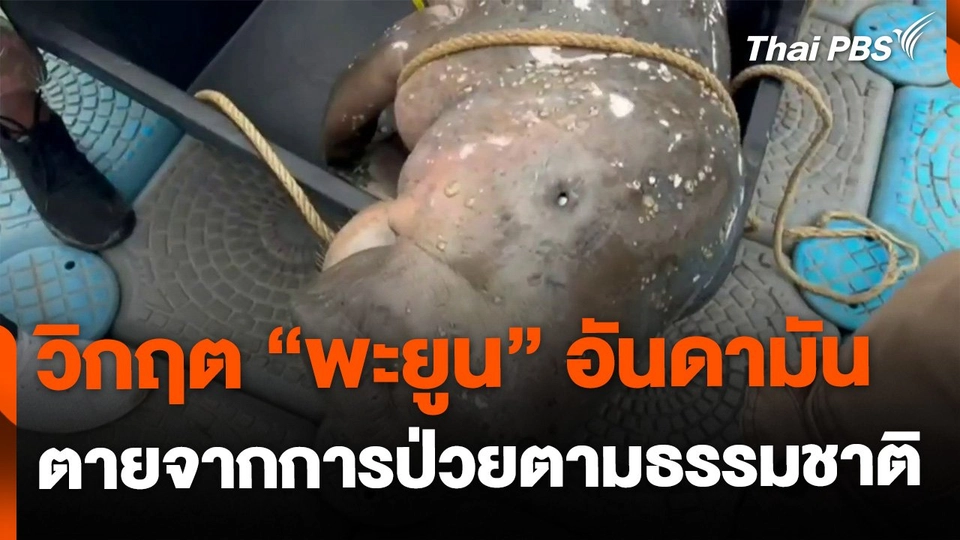 วิกฤต "พะยูน" อันดามัน ตายต่อเนื่อง