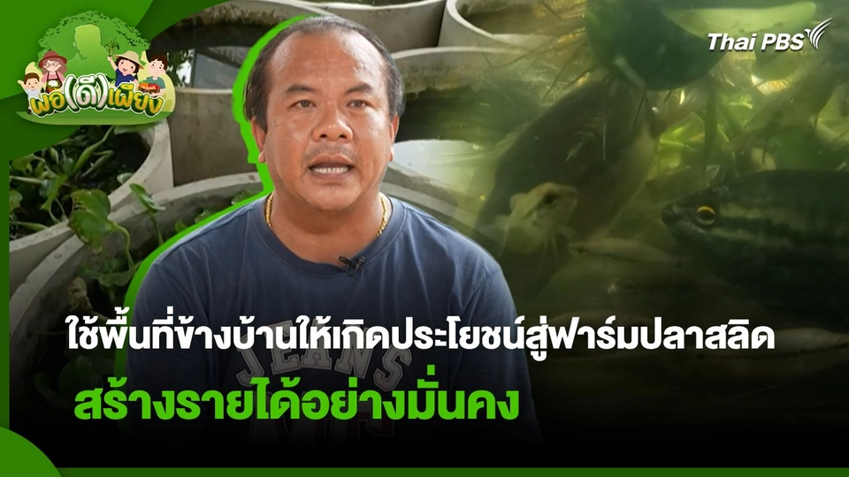 พอดีพอเพียง : ใช้พื้นที่ข้างบ้านให้เกิดประโยชน์สู่ฟาร์มปลาสลิด สร้างรายได้อย่างมั่นคง