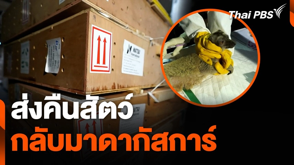 ส่งคืนสัตว์กลับมาดากัสการ์ ล็อต 2