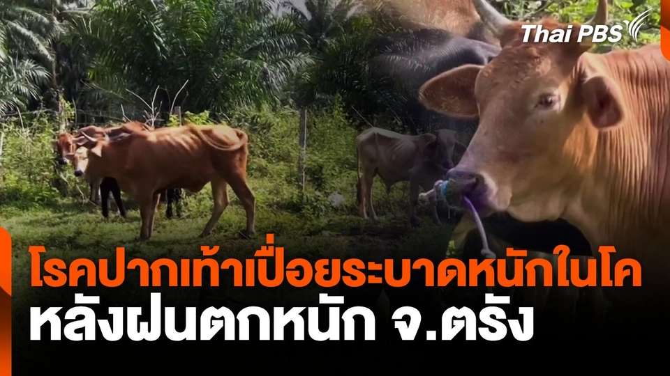 โรคปากเท้าเปื่อยระบาดหนักในโค จ.ตรัง หลังฝนตกหนัก