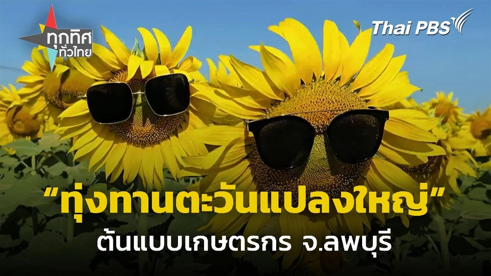 ทุ่งทานตะวันแปลงใหญ่ ต้นแบบเกษตรกร จ.ลพบุรี