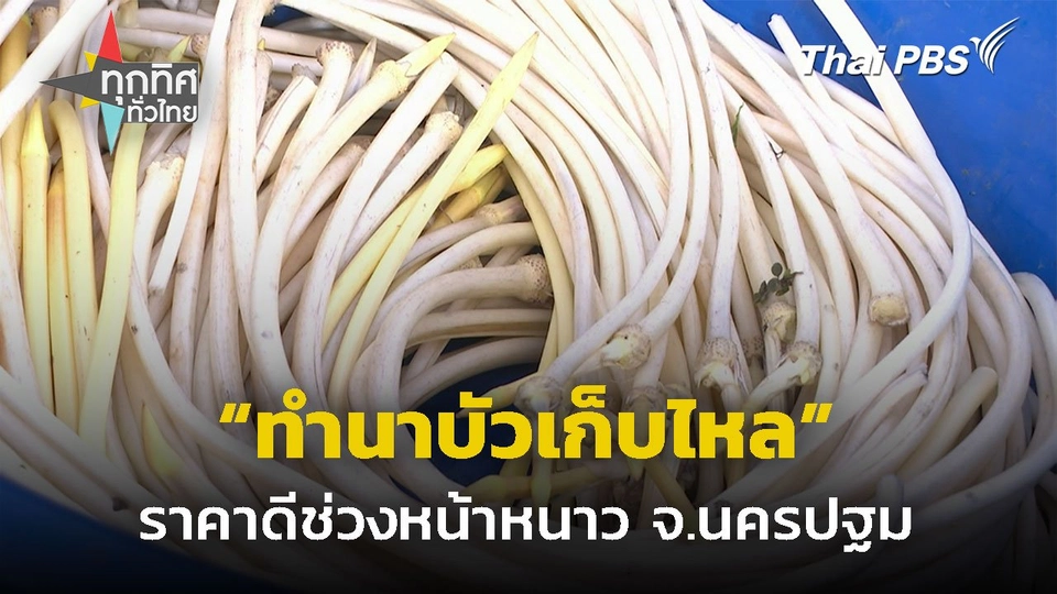 ทำนาบัวเก็บไหลขาย จ.นครปฐม