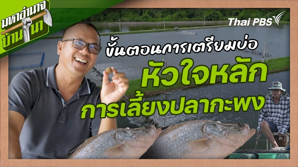 สูตรลับฉบับบ้านนา : ขั้นตอนการเตรียมบ่อ หัวใจหลักการเลี้ยงปลากะพง