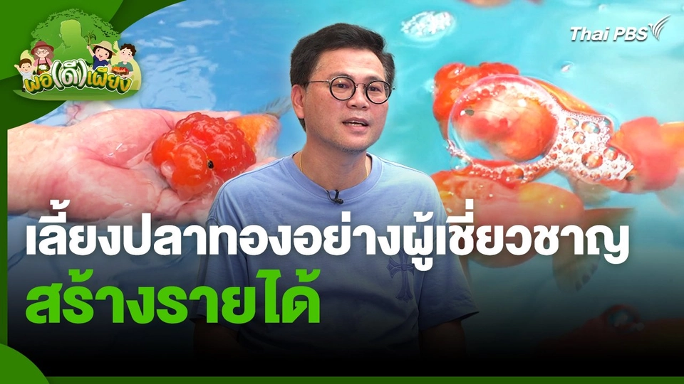พอดีพอเพียง : เลี้ยงปลาทองอย่างผู้เชี่ยวชาญ สร้างรายได้