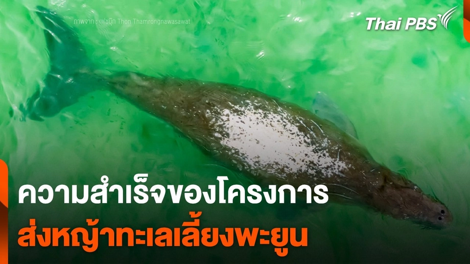 ความสำเร็จของโครงการส่งหญ้าทะเลเลี้ยงพะยูน