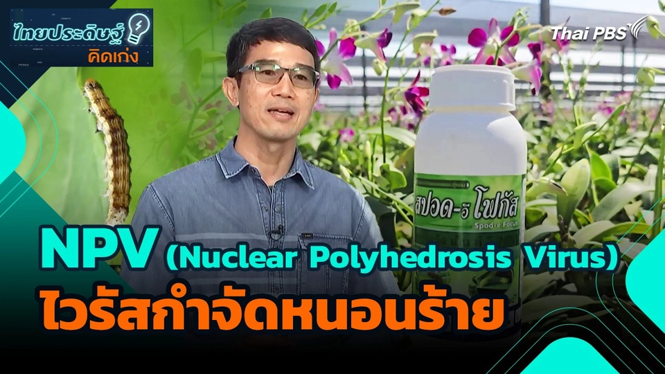 ไทยประดิษฐ์คิดเก่ง : NPV (Nuclear Polyhedrosis Virus) ไวรัสกำจัดหนอนร้าย