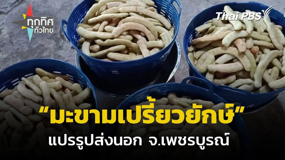 แปรรูปมะขามเปรี้ยวยักษ์ส่งนอก จ.เพชรบูรณ์