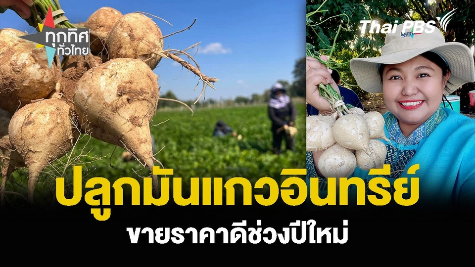 ปลูกมันแกวอินทรีย์ ขายราคาดีช่วงปีใหม่