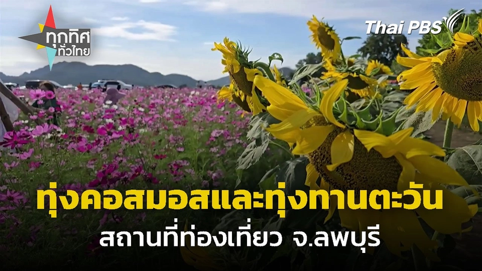 ทุ่งคอสมอสและทุ่งทานตะวันบาน จ.ลพบุรี