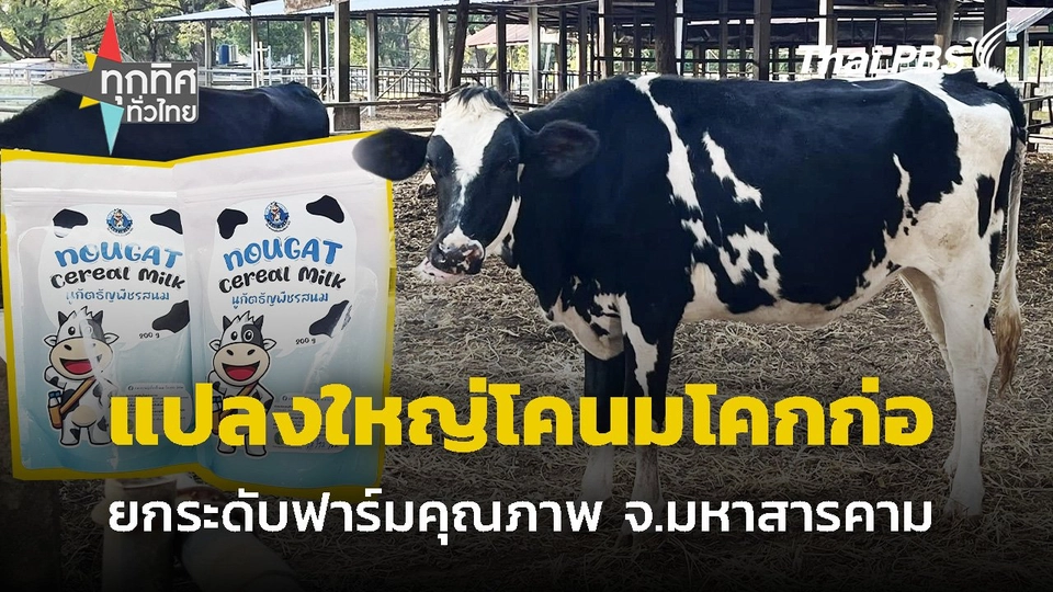 แปลงใหญ่โคนมโคกก่อ ยกระดับฟาร์มโคนมคุณภาพ จ.มหาสารคาม