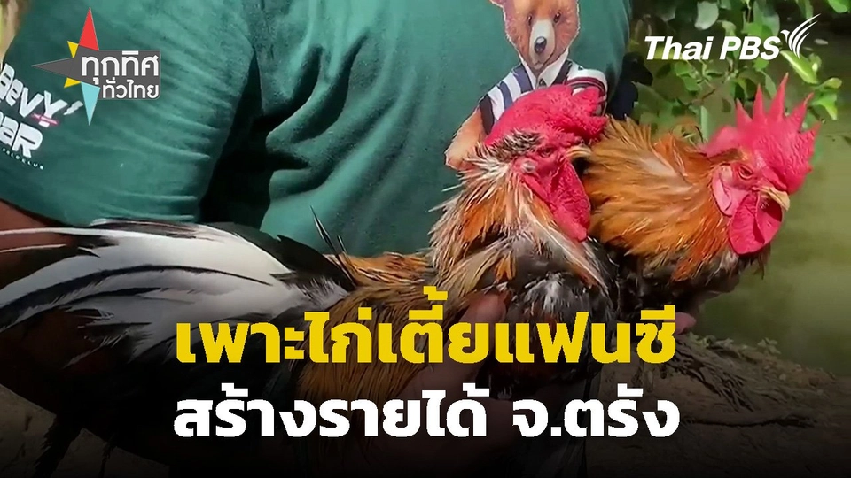 เพาะไก่เตี้ยแฟนซีสร้างรายได้ จ.ตรัง
