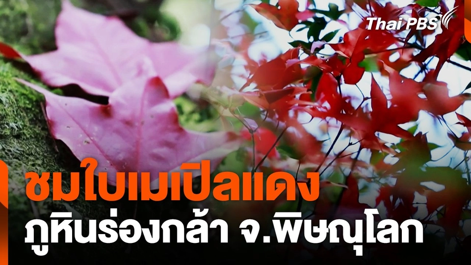 ชมใบเมเปิลแดง ภูหินร่องกล้า จ.พิษณุโลก