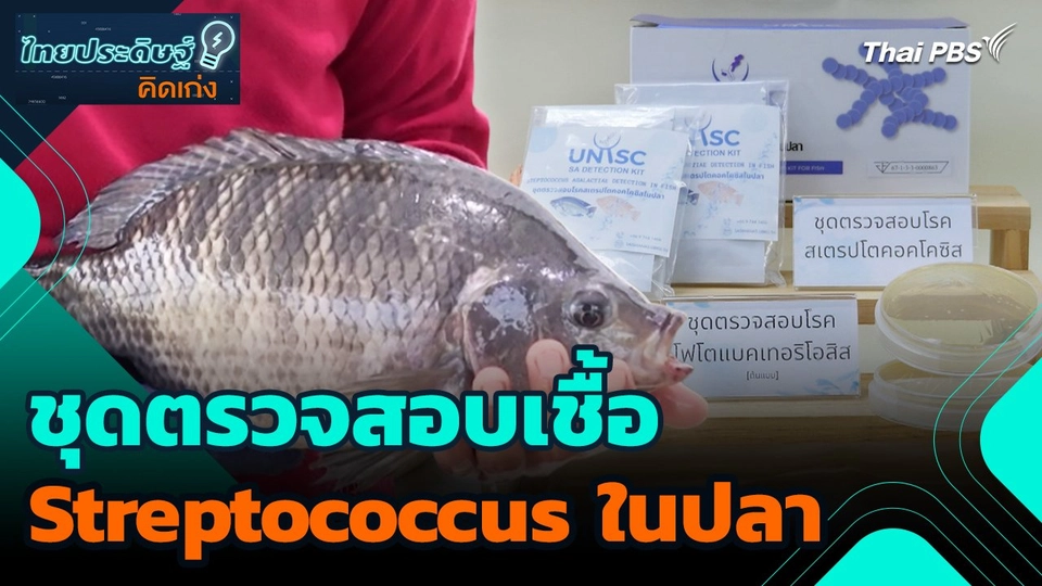 ไทยประดิษฐ์คิดเก่ง : ชุดตรวจสอบเชื้อ Streptococcus ในปลา