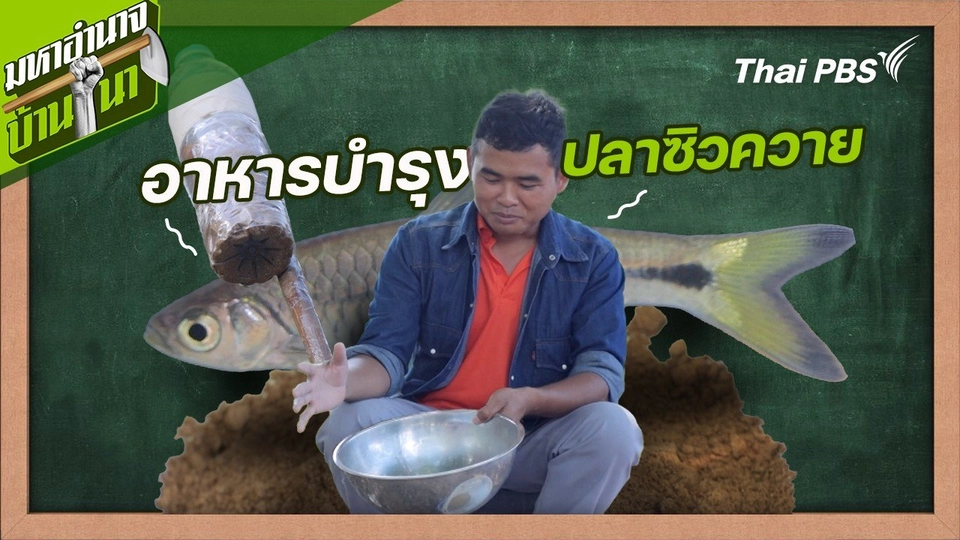 สูตรลับฉบับบ้านนา : อาหารบำรุงปลาซิวควาย