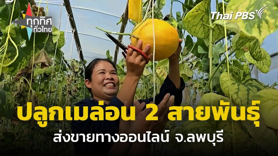 ปลูกเมล่อน 2 สายพันธุ์ในโรงเรือนเดียว จ.ลพบุรี