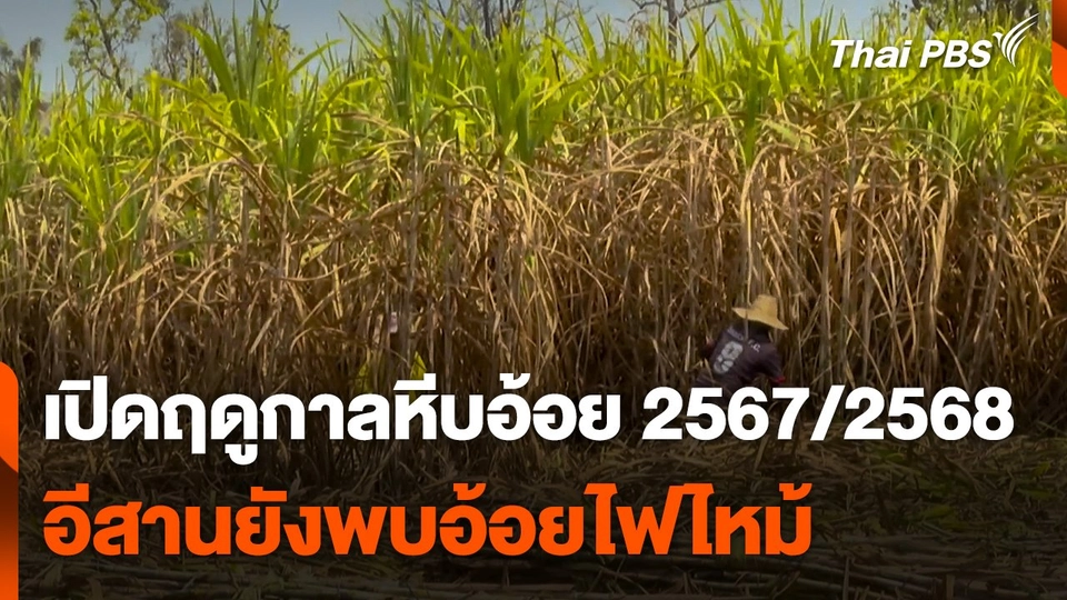 เปิดฤดูกาลหีบอ้อย 2567/2568 อีสานยังพบอ้อยไฟไหม้