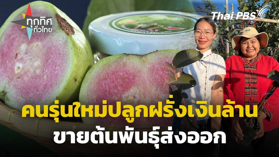 คนรุ่นใหม่ปลูกฝรั่งเงินล้าน ขายต้นพันธุ์ส่งออก