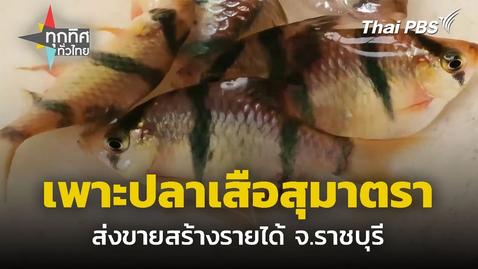 เพาะปลาเสือสุมาตราส่งขาย จ.ราชบุรี