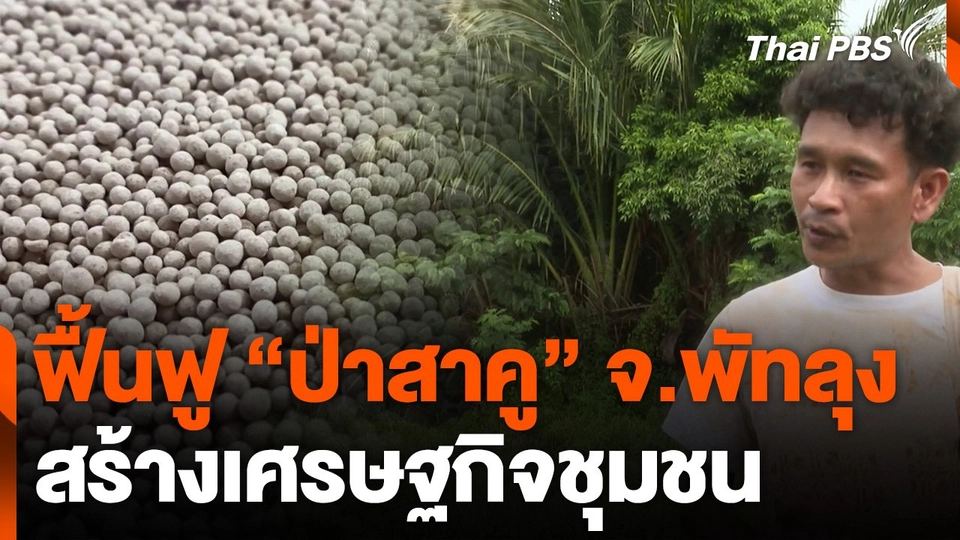 ฟื้นฟูป่าสาคูสร้างเศรษฐกิจชุมชน จ.พัทลุง