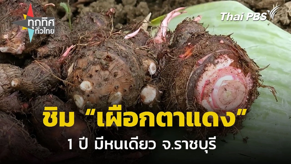 ชิมเผือกตาแดง 1 ปี มีหนเดียว จ.ราชบุรี