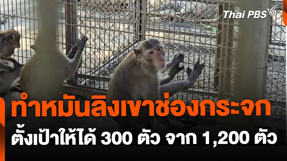 ทำหมันลิงเขาช่องกระจก จ.ประจวบคีรีขันธ์