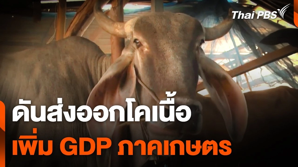 ดันส่งออกโคเนื้อ เพิ่ม GDP ภาคเกษตร