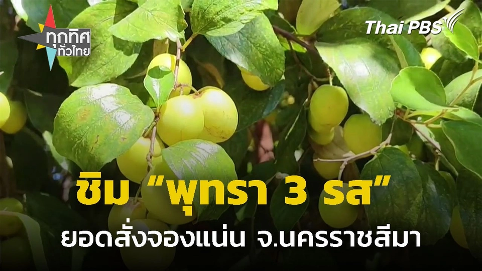 พุทรา 3 รส ยอดสั่งจองแน่นช่วงปีใหม่ จ.นครราชสีมา