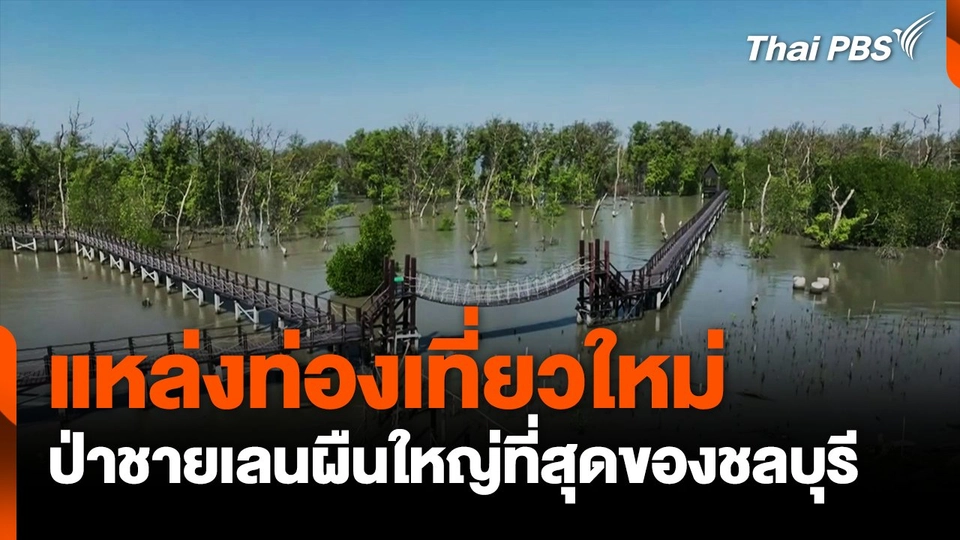 แหล่งท่องเที่ยวใหม่ ป่าชายเลนผืนใหญ่ที่สุดของชลบุรี