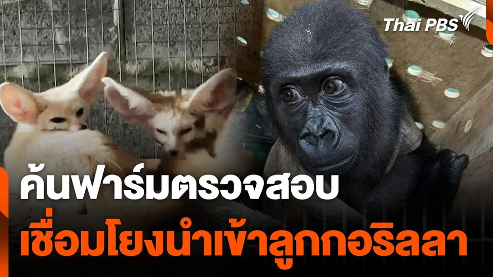 ค้นฟาร์ม จ.นครปฐม ตรวจสอบเชื่อมโยงนำเข้าลูกกอริลลา