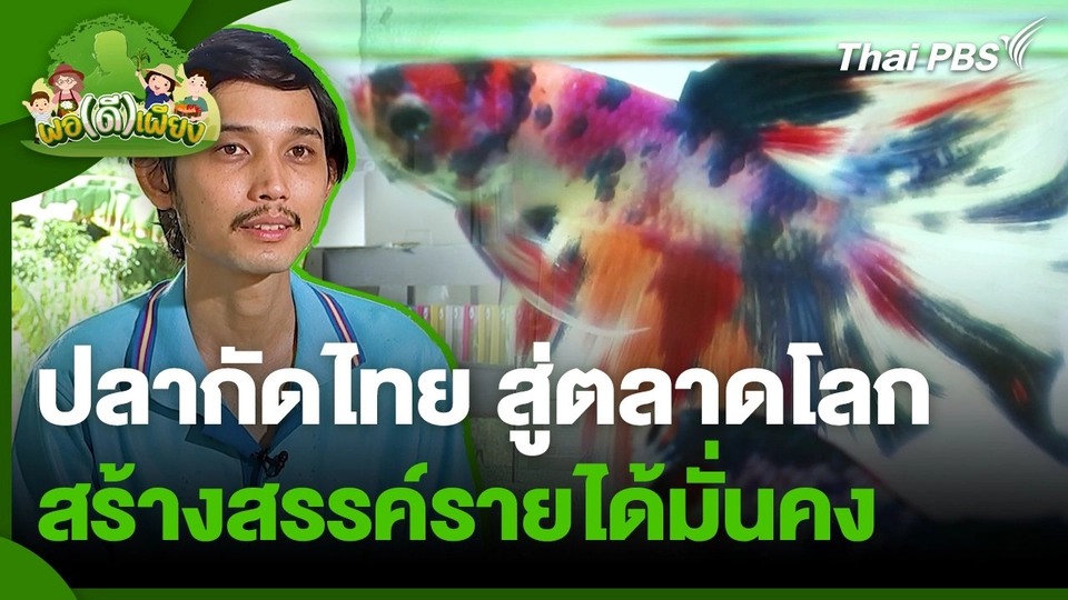 พอดีพอเพียง : ปลากัดไทย สู่ตลาดโลก สร้างสรรค์รายได้มั่นคง