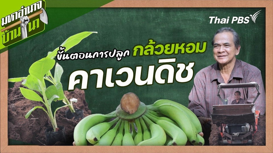 สูตรลับฉบับบ้านนา : ขั้นตอนการปลูกกล้วยหอมคาเวนดิช