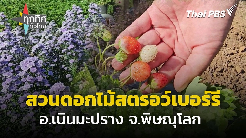 สวนดอกไม้และแปลงสตรอว์เบอร์รีบ้านมุง จ.พิษณุโลก